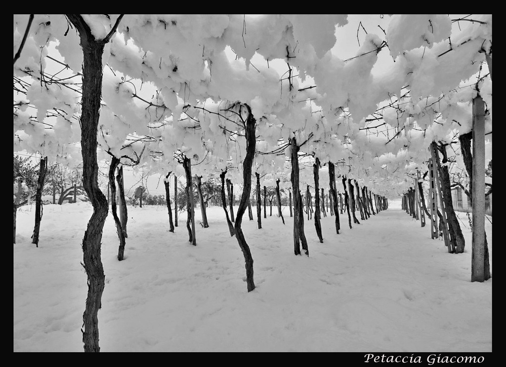 neve sul vigneto