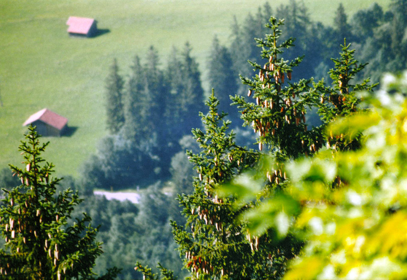 dall'alto verso il basso!