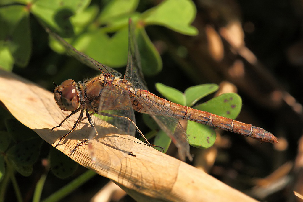...Alla Ricerca Del Quadrifoglio...!!!