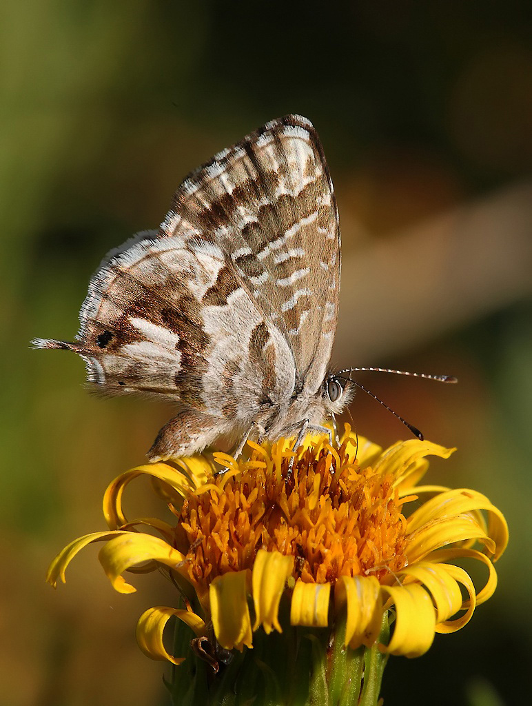 ...Farfalla Su Fiore Giallo...!!!