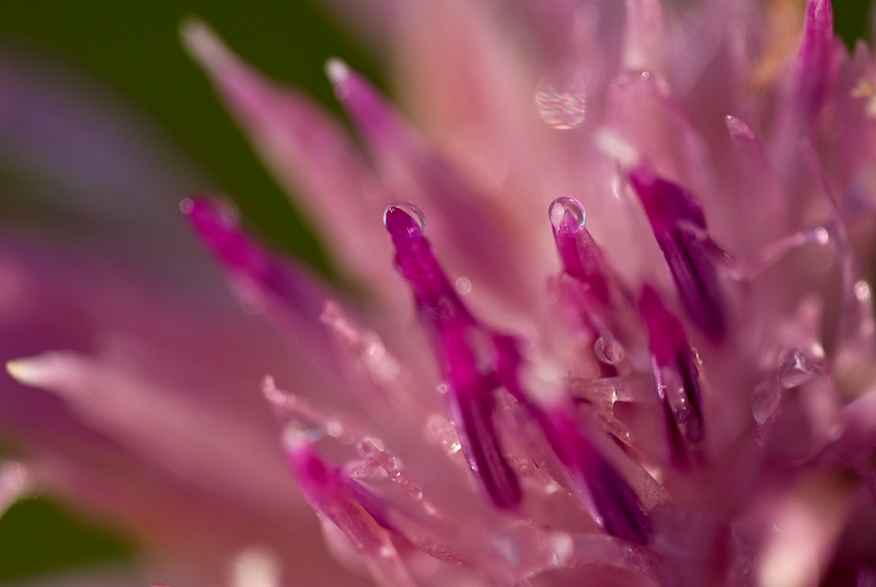 micromagicomondo-MMM-1