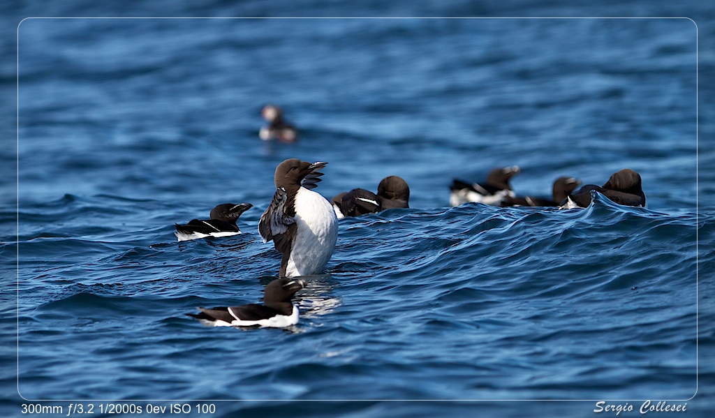 Portiere di pallanuoto