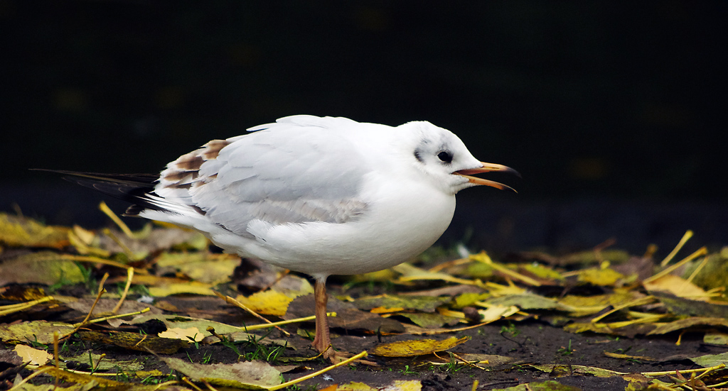Animali ad Amsterdam #7: Gull