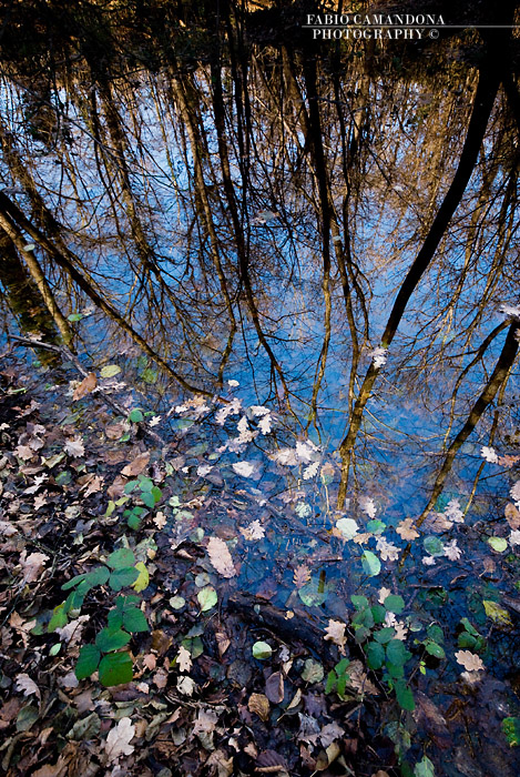 nature in the mirror