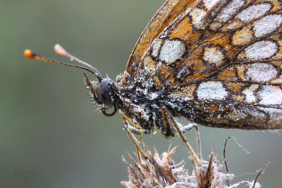 Primo piano di Melitea