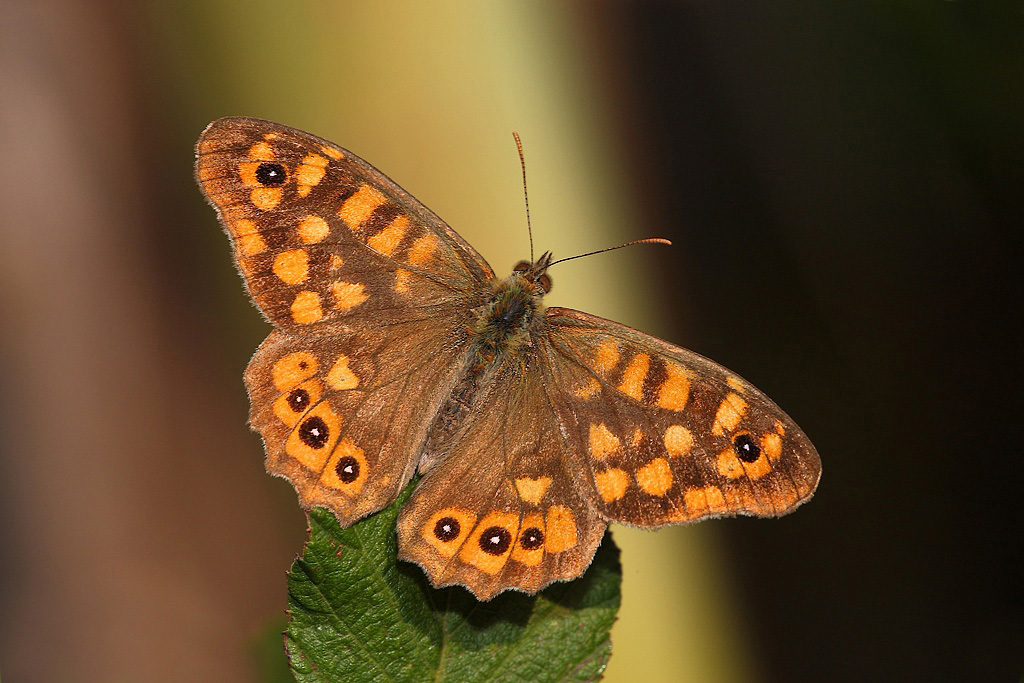 ...Un Caldo Abbraccio...!!!