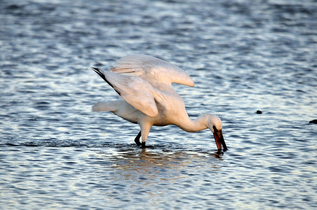 spatola al tramonto II