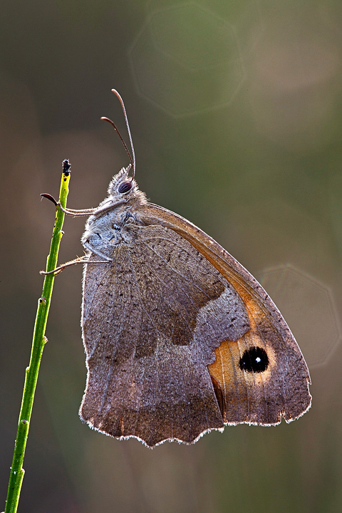 Jurtina in controluce