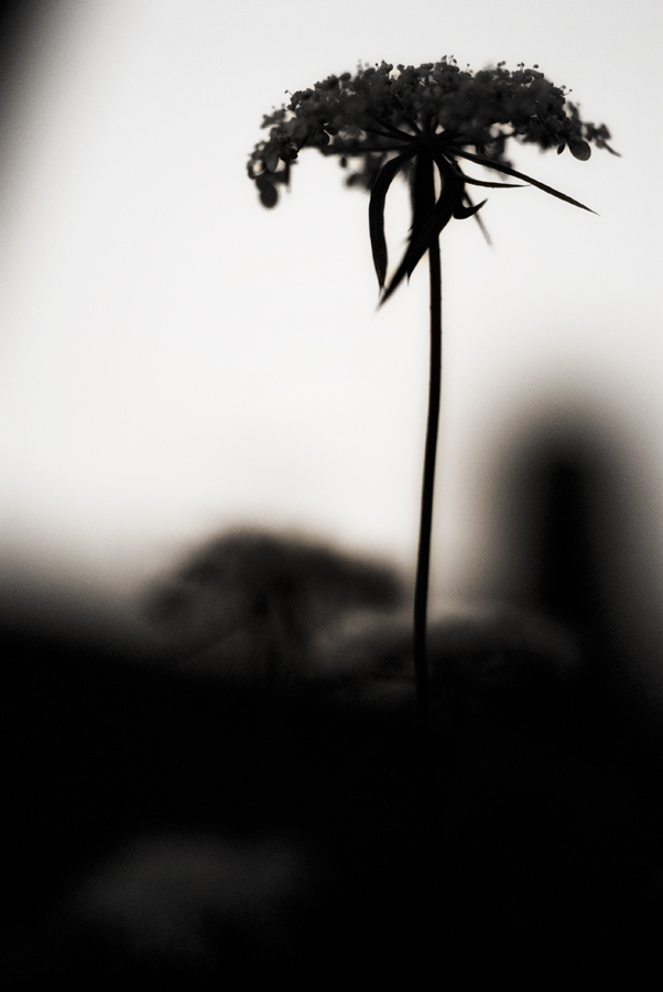 La forma e l'estetica