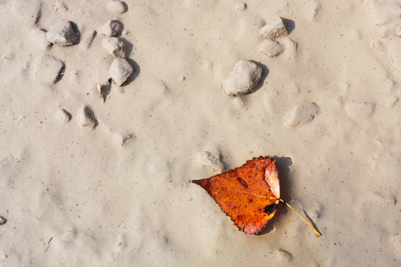La foglia sulla Luna