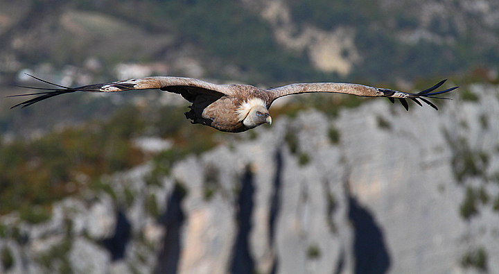 GRIFONE SULLE CRETES....