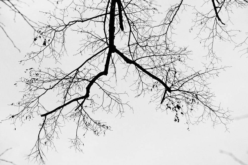 le arterie della terra