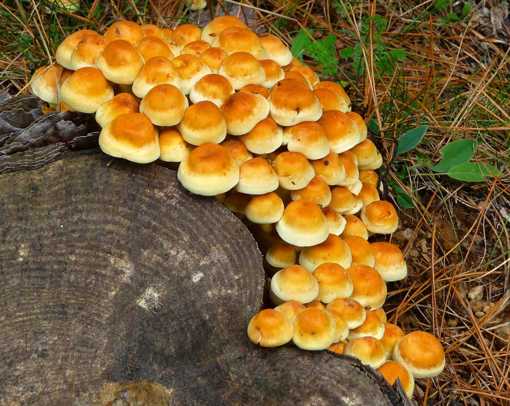 Una famiglia numerosa