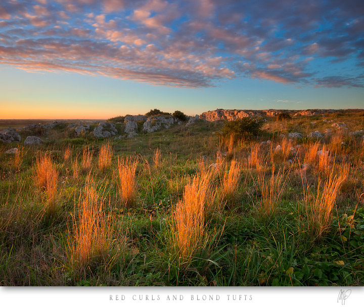 Red curls and blond tufts