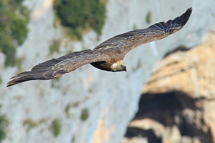GRIFONE IN VERDON......
