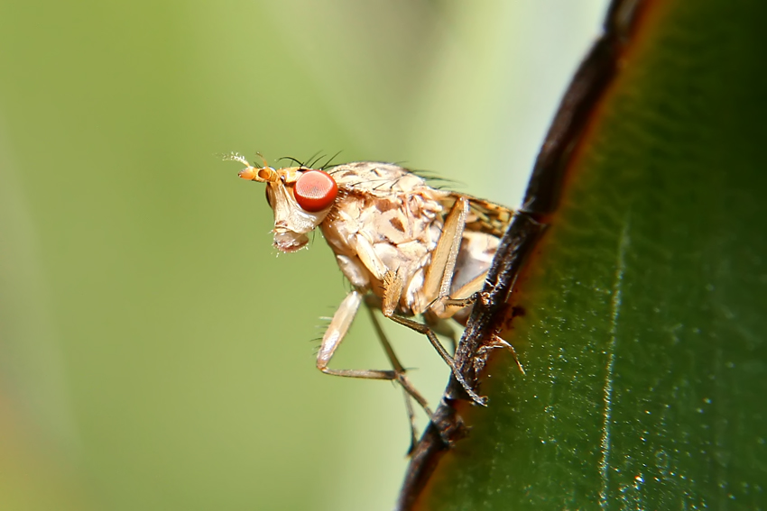 MOSCA STRANA