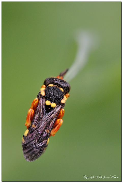 Appesa ad un filo 2�foto