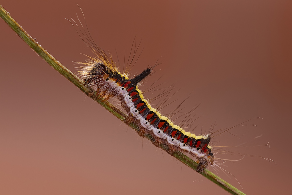 quanti colori questo bruchetto ................