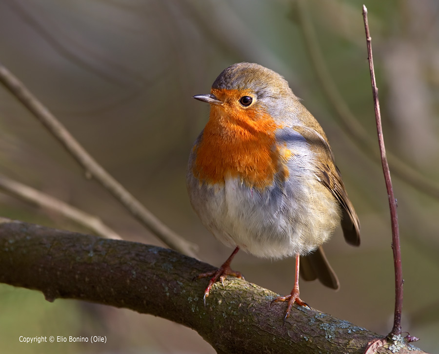 E' solo un semplice Pettirosso (Erithacus-rubecula)