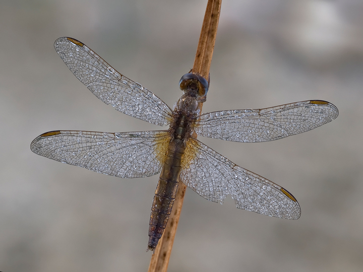 ..ali aperte ad asciugare....