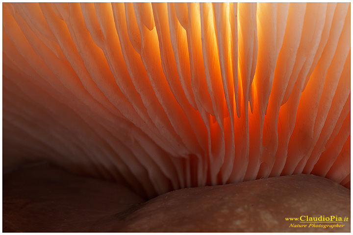 Giocando con il controluce e le lamelle