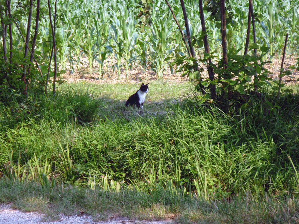79  IL  MICIO  ALLA.....RICERCA