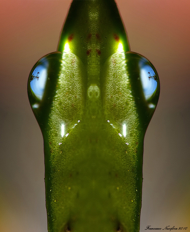 Libera interpretazione