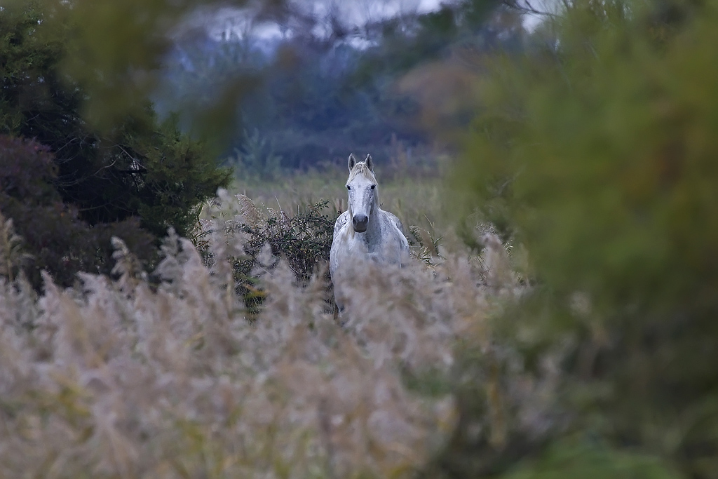 Camargue