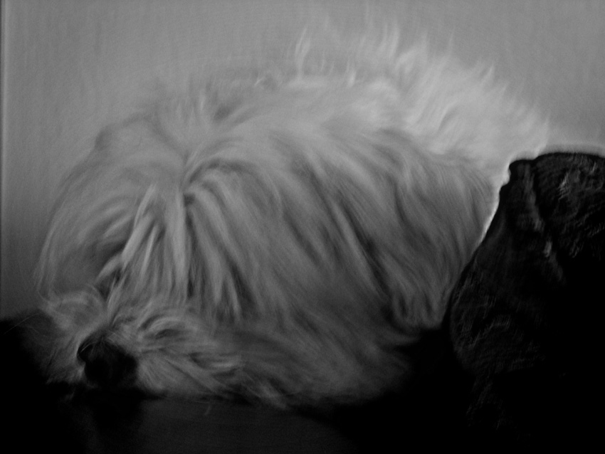 Non svegliate il leone che dorme