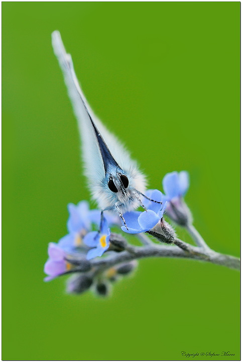 Ritratto di Glaucopsyche alexis