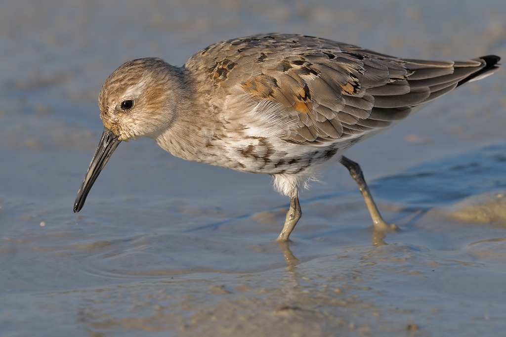 Piovanello pancianera