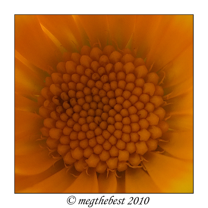 inside the orange flower