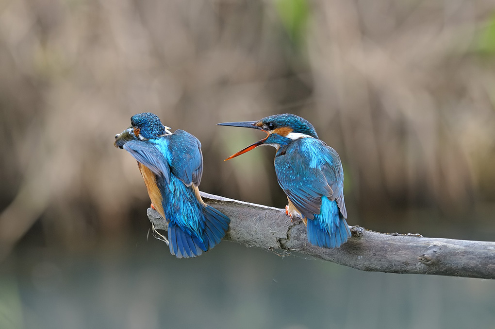 Mi vuoi donare st� pesce o no?