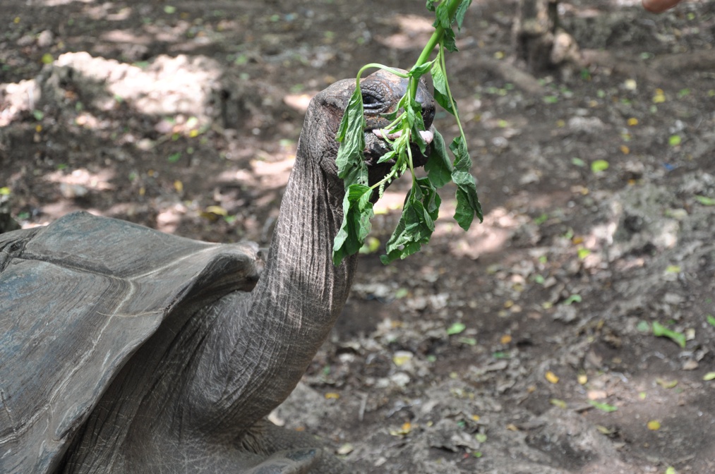 Ma non si erano estinti?!