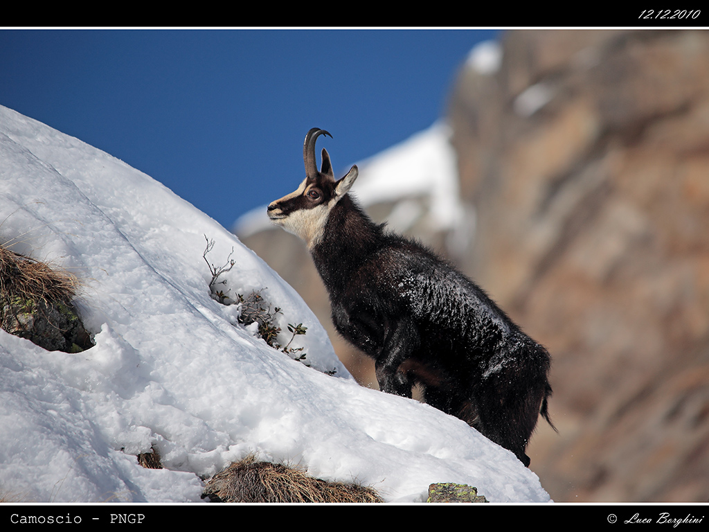Camoscio PNGP # 3