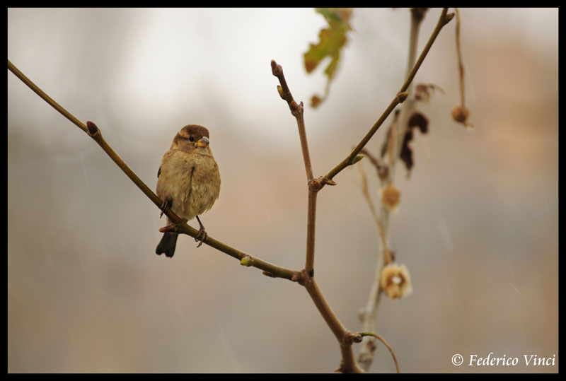 passerotto al riparo