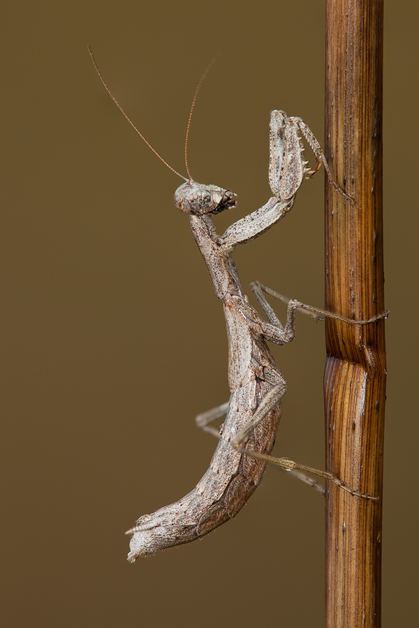 ...ameles decolor...