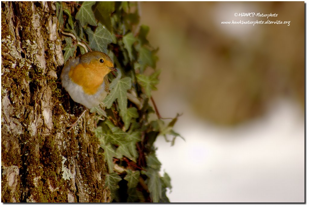 Pettirosso(Erithacus rubecula)