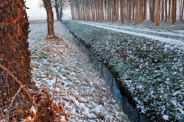 Alba gelida in boschina
