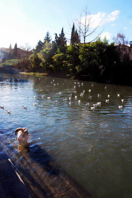 Chiare,fresche e dolci acque