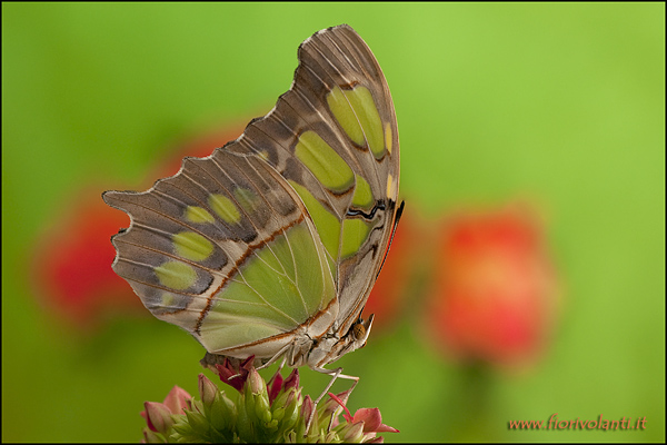 una micro-meraviglia del mondo