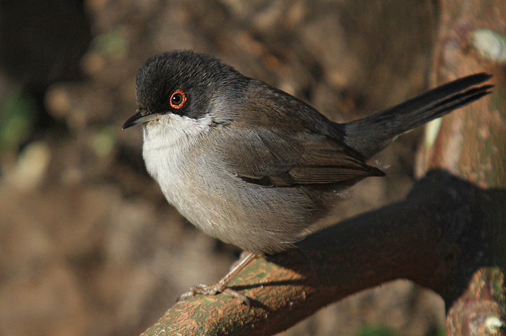 OCCHIOCOTTO INFRATTATO.........