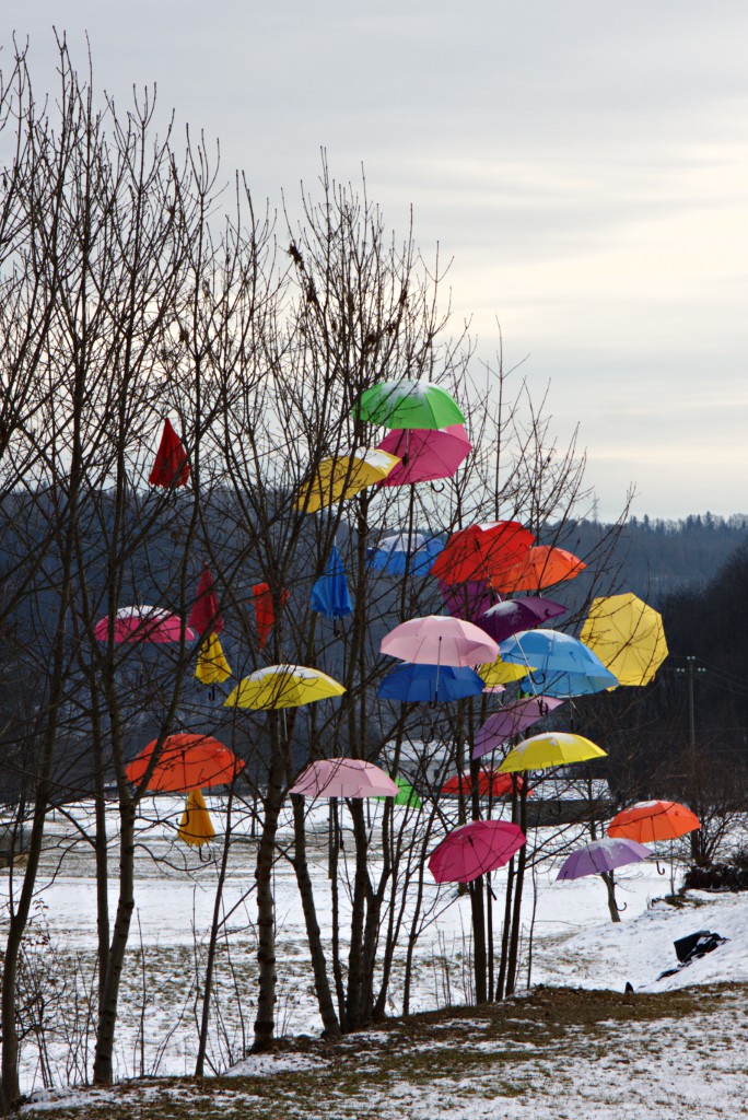 L'albero degli ombrelli