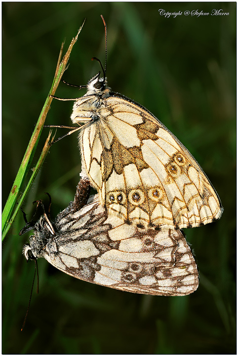Melanargia galathea in accoppiamento...