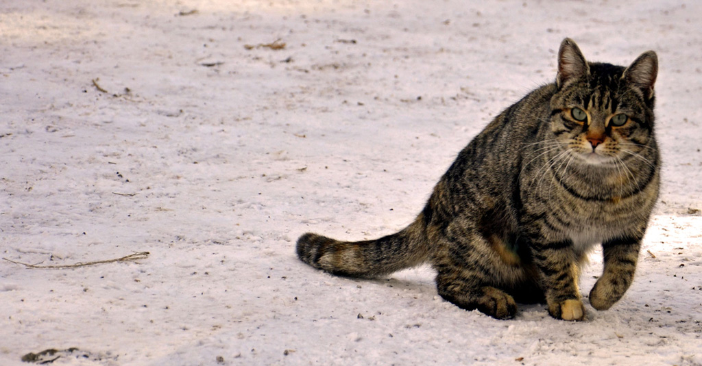 gatto solitario ma molto socevole