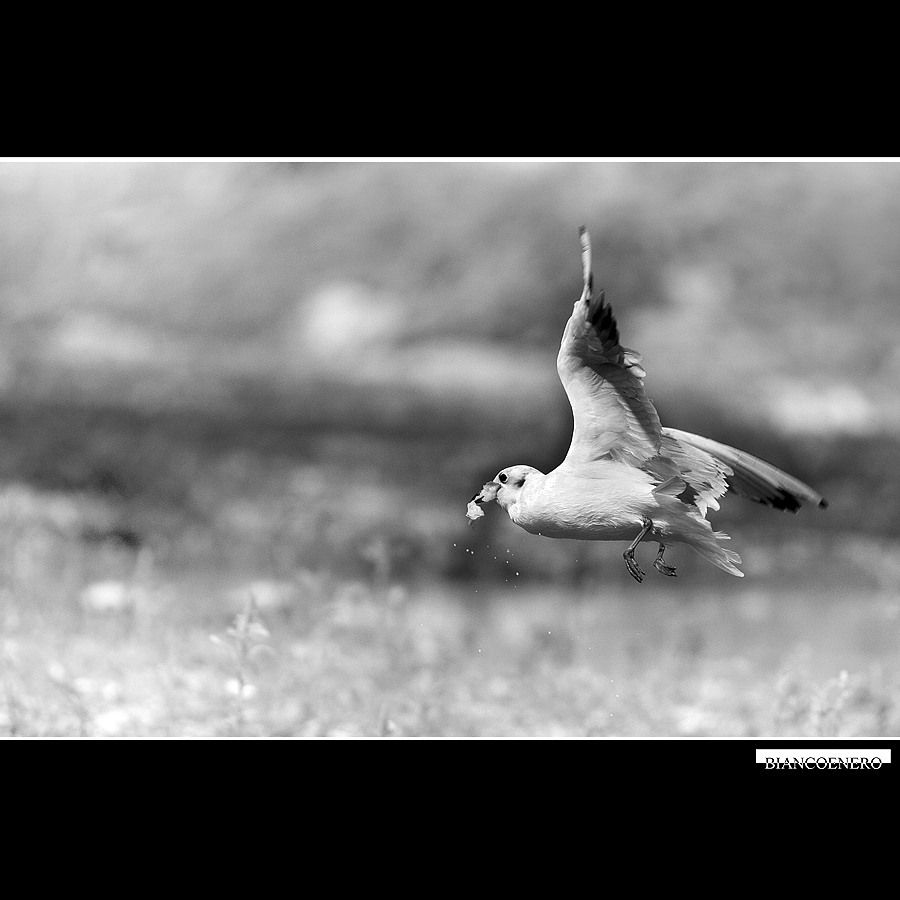 ::: IL VOLO AL VOLO :::