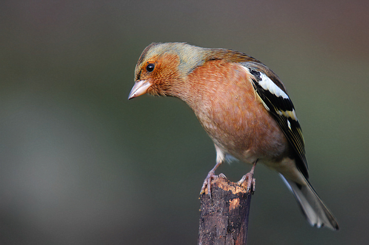 AUGURIIIIIII........