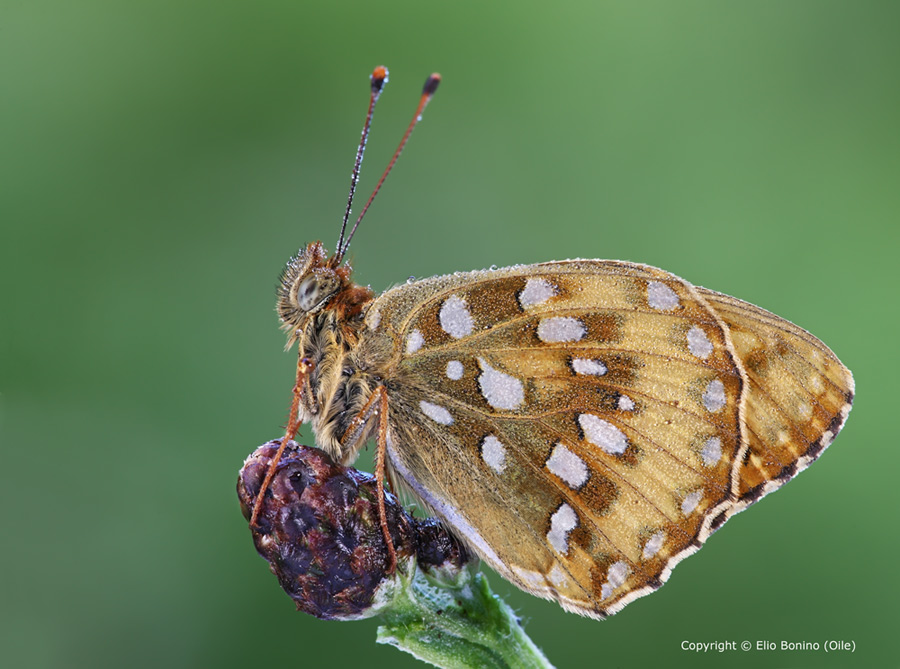 Argynnis aglaja (mesoacidalia)