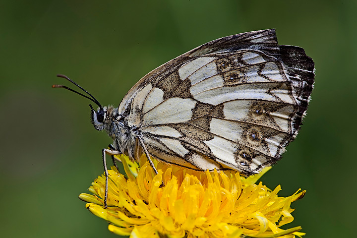 Melanargia galathea