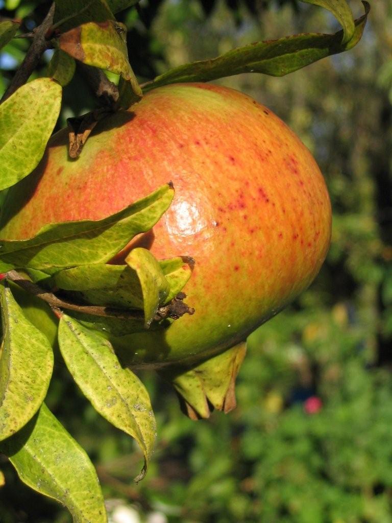 Melograno di Sicilia f4.8 - 1/640